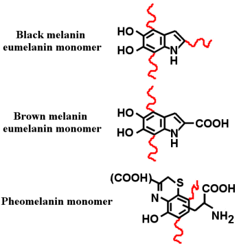 melaninbiochemicalstructure03